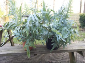 f38e1ac06bd79c50e46569f1a7f04ed2