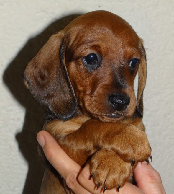 Enola Vajen Windekind - 5 weken oud